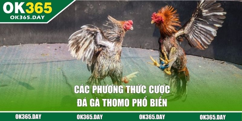 Các phương thức cược đá gà Thomo phổ biến 