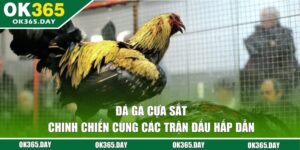 Đá Gà Cựa Sắt - Chinh Chiến Cùng Các Trận Đấu Hấp Dẫn 