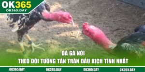 Đá Gà Nòi - Theo Dõi Tường Tận Trận Đấu Kịch Tính Nhất 