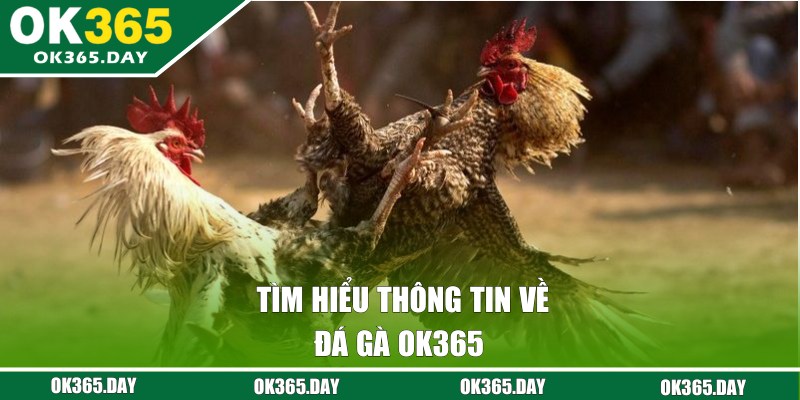 Bật mí thông tin về đá gà OK365