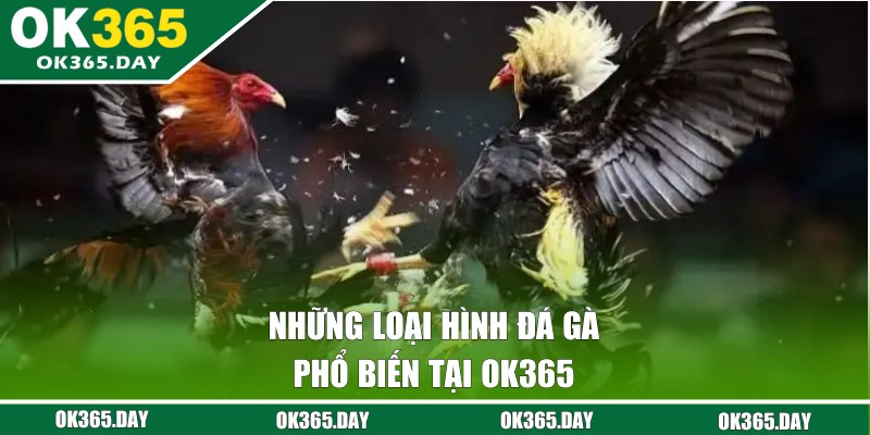 Các loại hình đá gà phổ biến nhất tại OK365