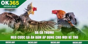 Đá Gà Thomo - Mẹo Cược Ăn Đậm Áp Dụng Cho Mọi Kê Thủ 