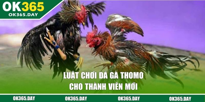 Luật đá gà Thomo áp dụng thành viên mới 