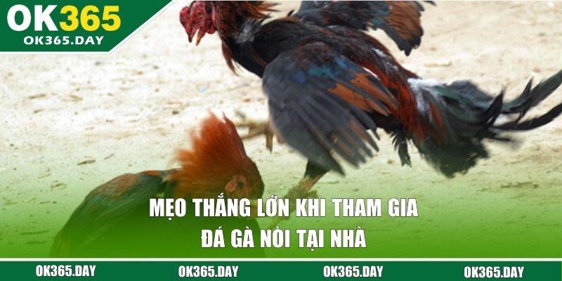 Mẹo thắng lớn khi tham gia đá gà nòi tại nhà 